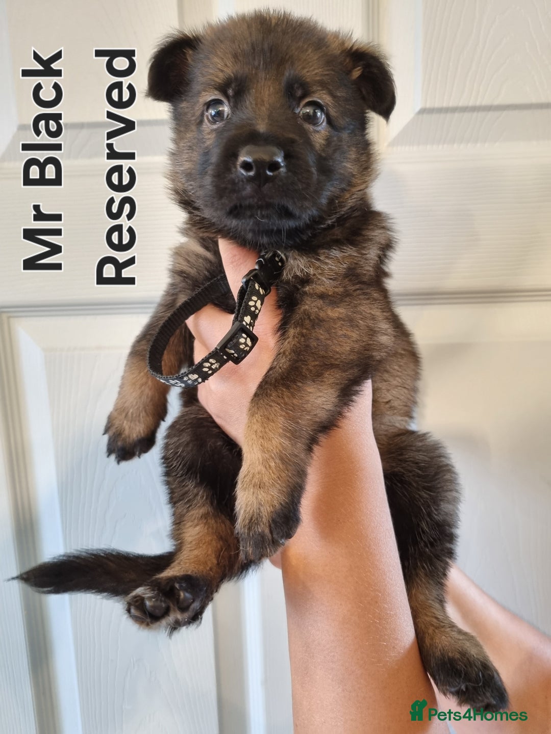 German Shepherd dogs for sale: 12 Czech KC Extensively Health Tested GSDs Puppies - Image 12