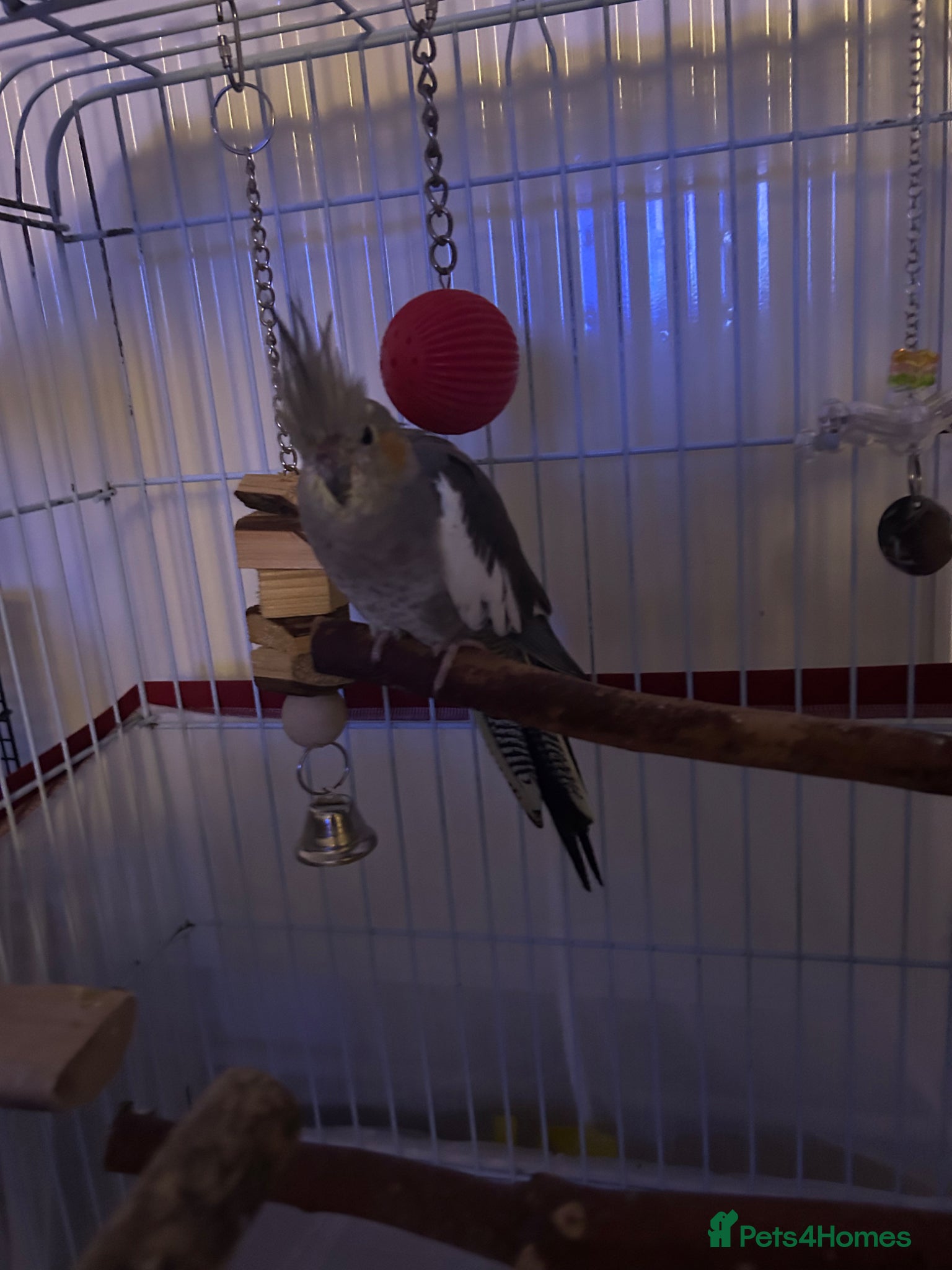 Cockatiels birds Cockatiel  for sale and looking for a loving home  - Advert 1