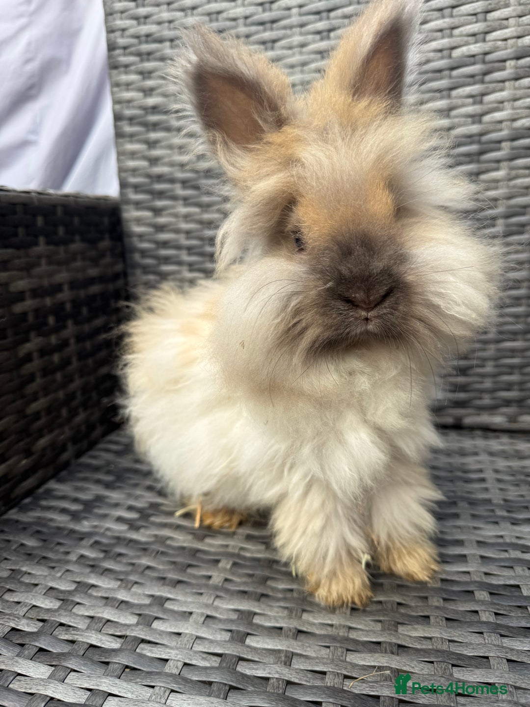 Angora rabbits for sale: English Angora Babies  - Advert 2