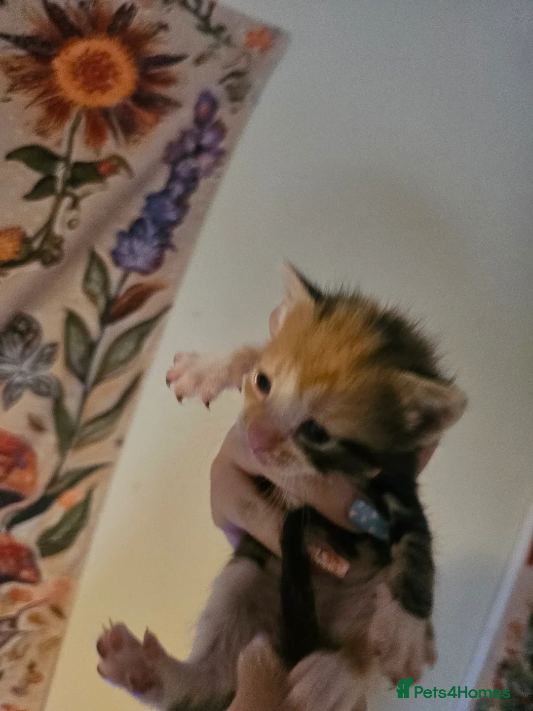 Mixed Breed cats for sale: Calico x maincoon mix - Advert 4