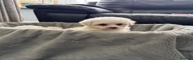 Bichon Frise Puppy 2