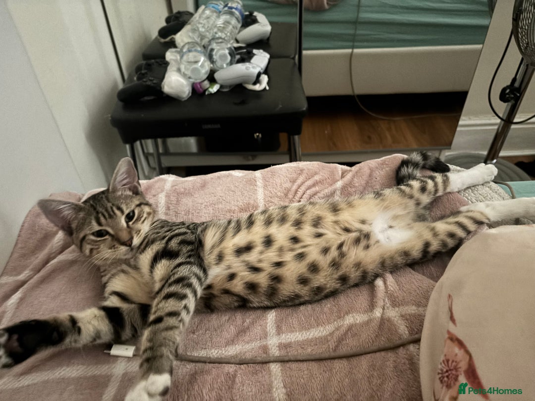 Domestic Shorthair cats for sale: FREE 10 Month Old Tabby Boy - Image 2