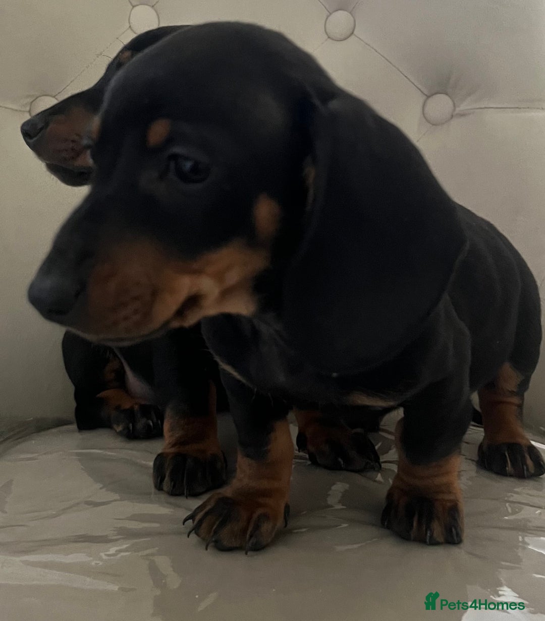 Miniature Dachshund dogs for sale: Beautiful mini dachshunds  - Image 7