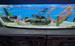 Bettas fish for sale: Tropical fish,betta samurai,angels,kribs,bn plecos - Image 3