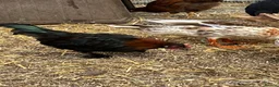 Chickens poultry for sale: Pullets and cockerel and drakes  - Advert 6