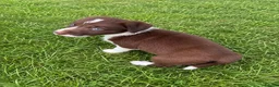 Border Collie dogs for sale: 🐾❤️ ONLY 2 RED & WHITE BORDER COLLIE BOYS LEFT  - Advert 4