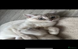 Ragdoll cats for sale: Our beautiful girl needs a new home!  - Image 7