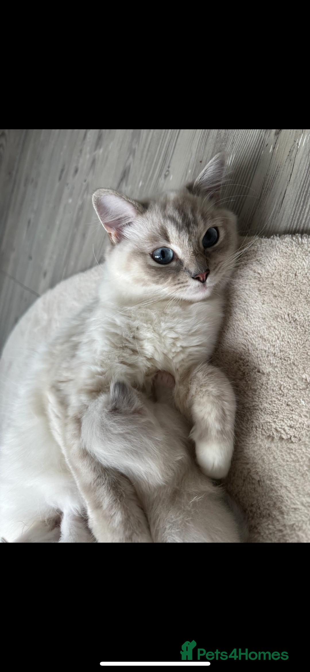 Ragdoll cats for sale: Our beautiful girl needs a new home!  - Image 7