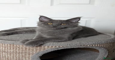Maine Coon cats - Advert 14
