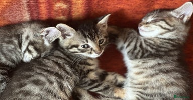 Mixed Breed cats - Advert 6