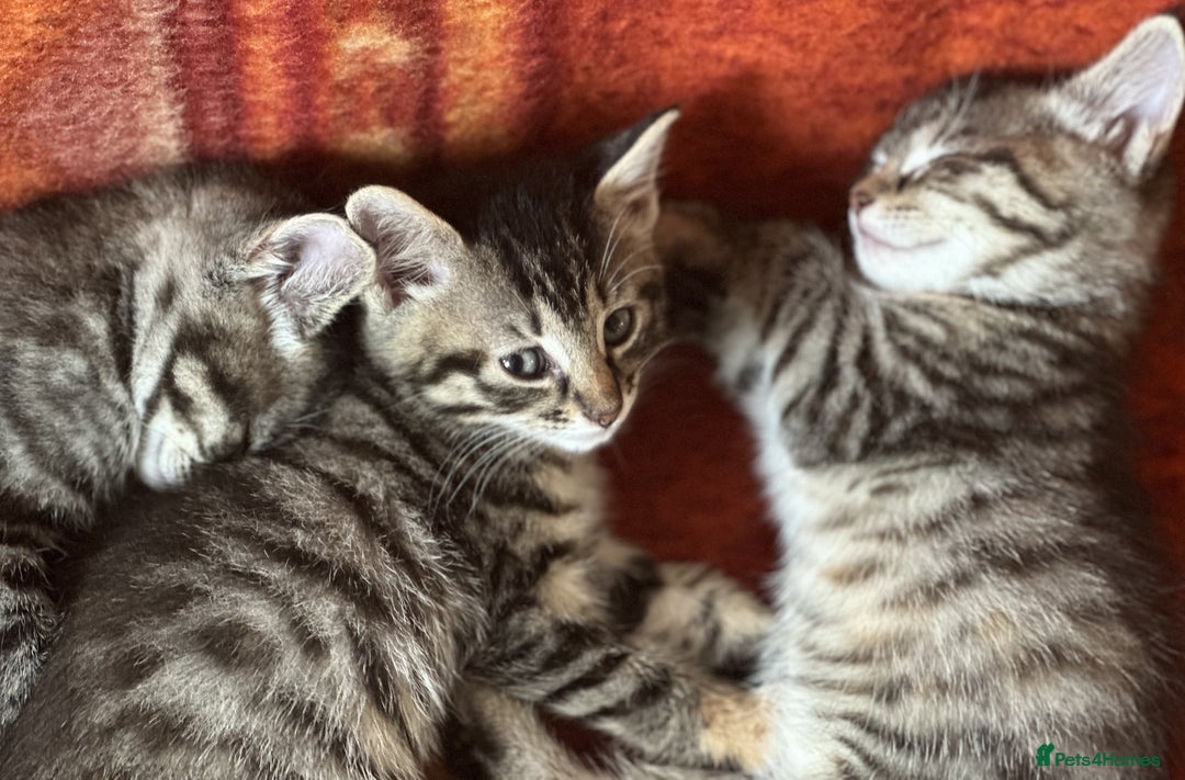 Mixed Breed cats for sale: Beautiful and Cute Kittens - Image 3