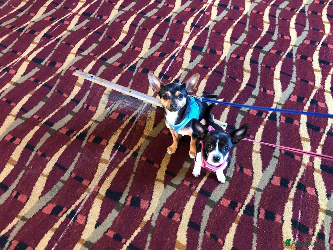 Chihuahua dogs for sale: Cute chihuahuas  - Advert 8