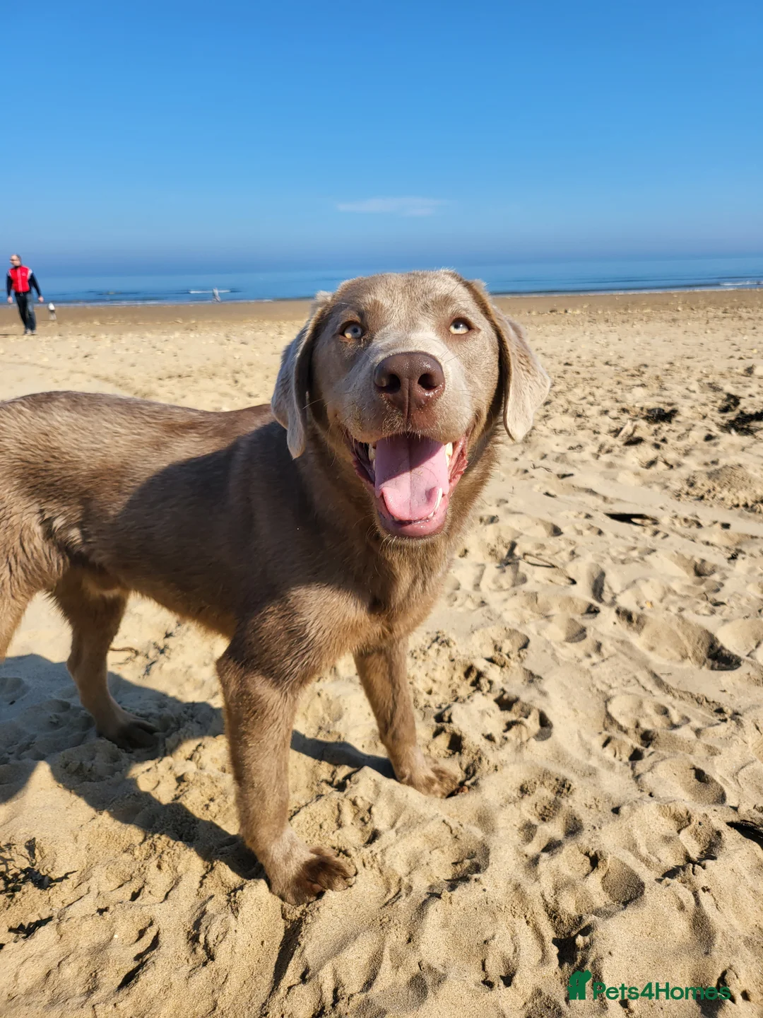 Labrador Retriever dogs for stud: Handsome silver labrador for stud  in Sunderland - Advert 4
