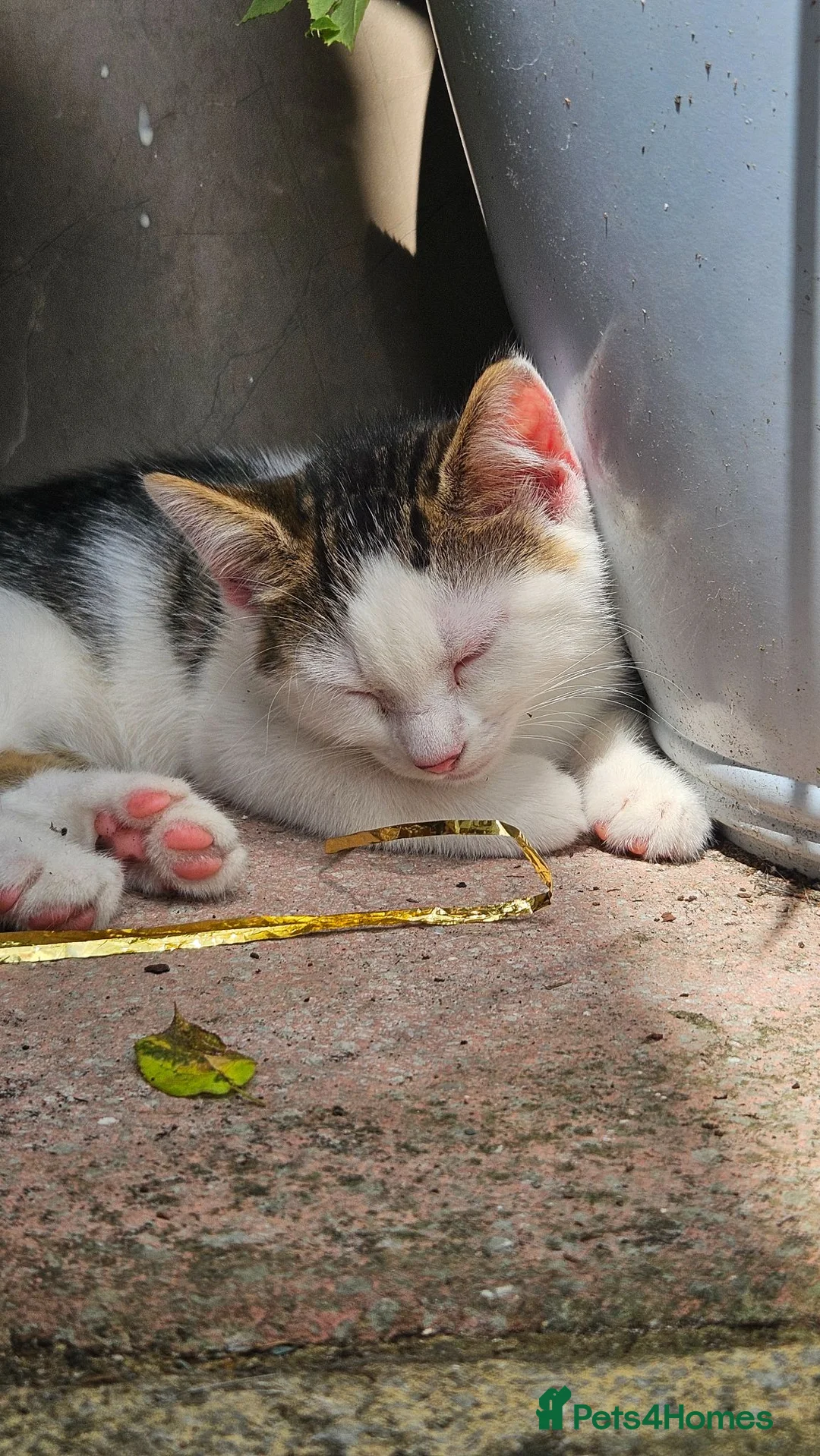 Domestic Shorthair cats for sale: Kitten  - Advert 2