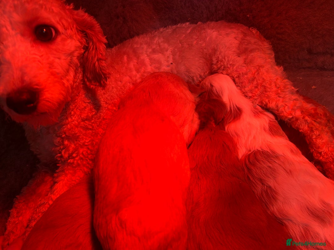 Cavapoochon dogs for sale: Gorgeous red & white male - ready to go!  - Advert 2