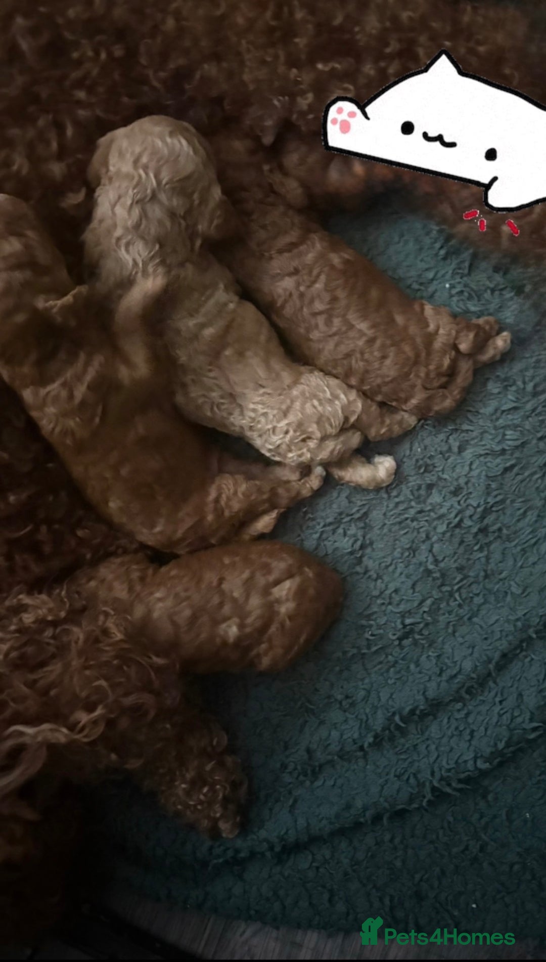 Cavapoo dogs for sale: One stunning red cavapoo male  - Image 13