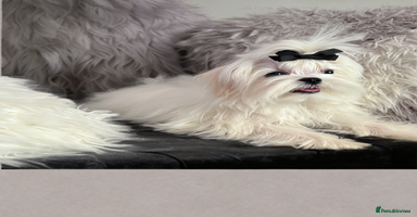 Maltese dogs - Advert 1