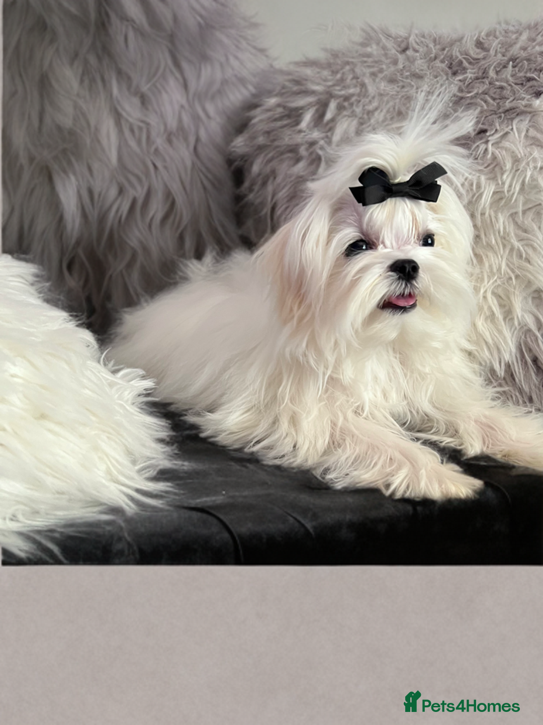 Maltese dogs for sale: Last male Pure Korean Maltese  - Image 3