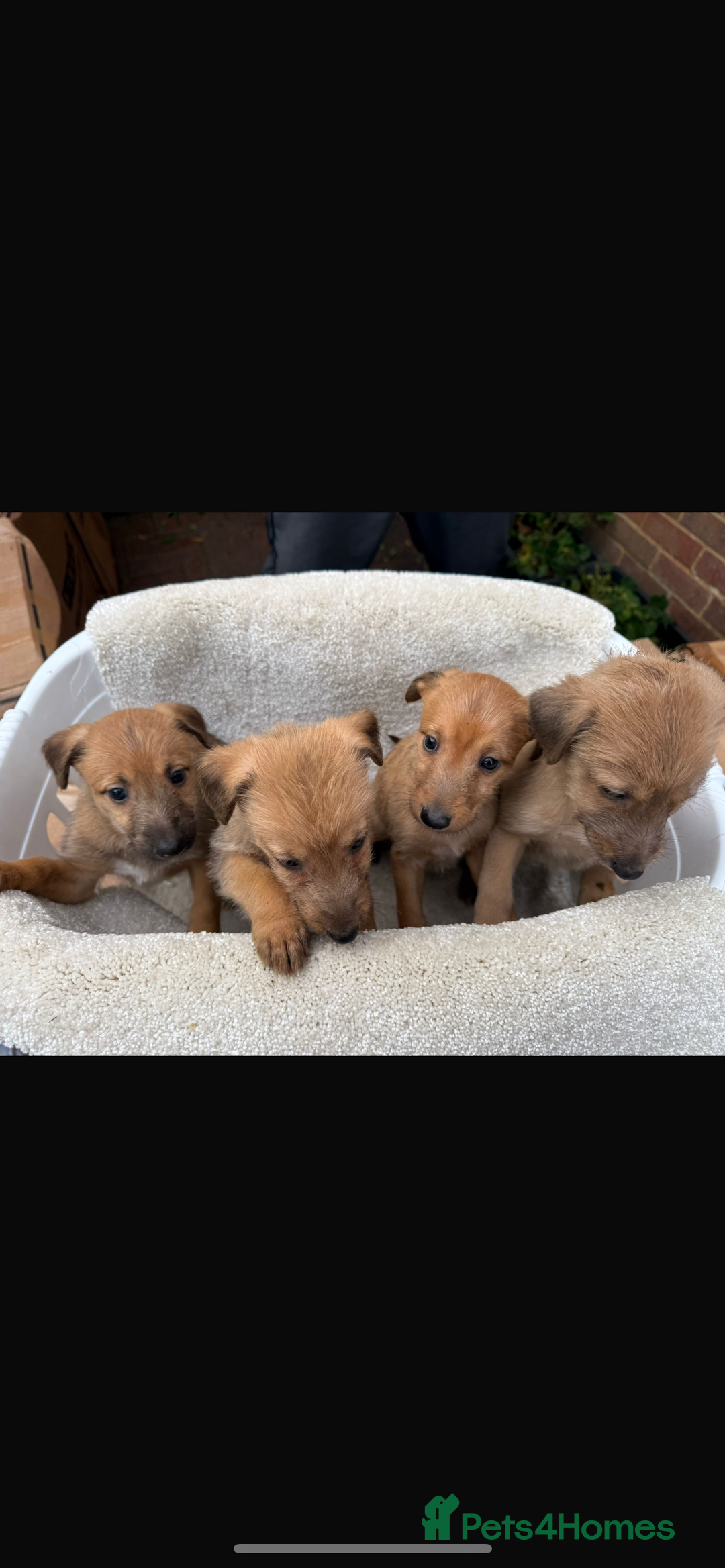 Mixed Breed dogs for sale: Beddlington/whippet/greyhound - Advert 3