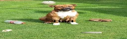 Mixed Breed dogs for sale: Beautiful boy for sale  in Coventry - Advert 5