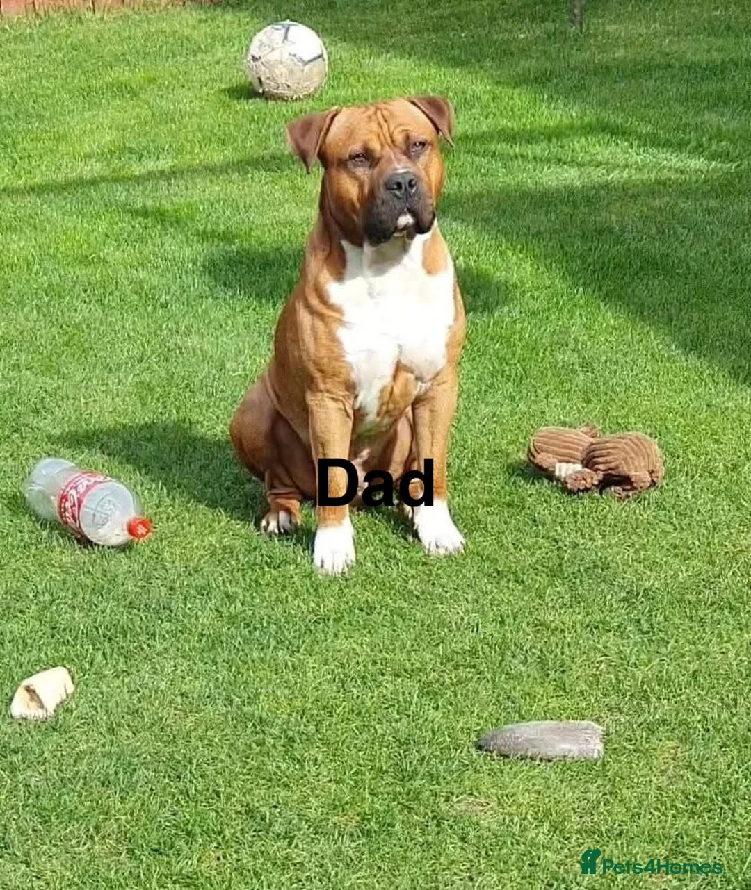 Mixed Breed dogs for sale: Beautiful boy for sale  in Coventry - Advert 5