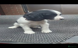 English Springer Spaniel dogs for sale: Cracking springer spaniel puppies  - Advert 6