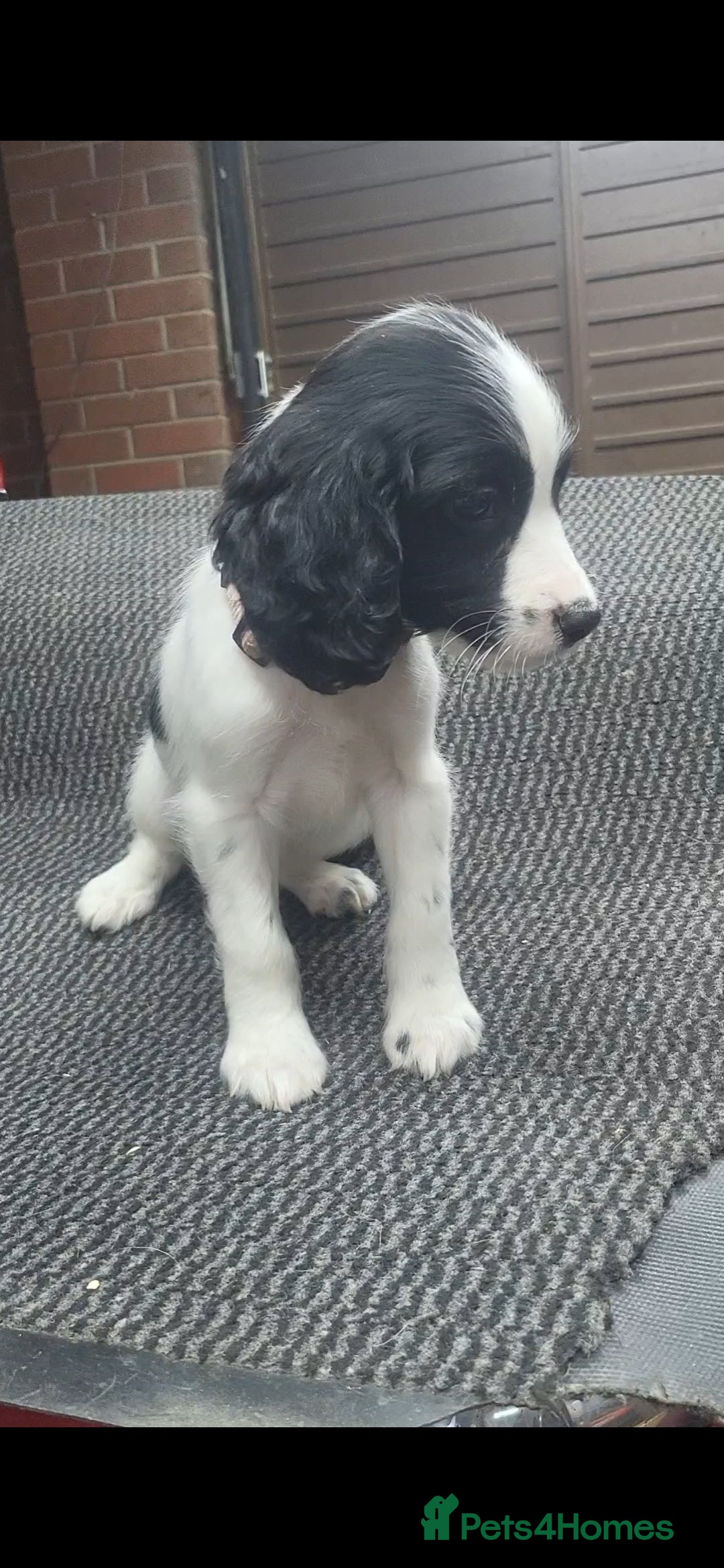 English Springer Spaniel dogs for sale: Cracking springer spaniel puppies  - Advert 6