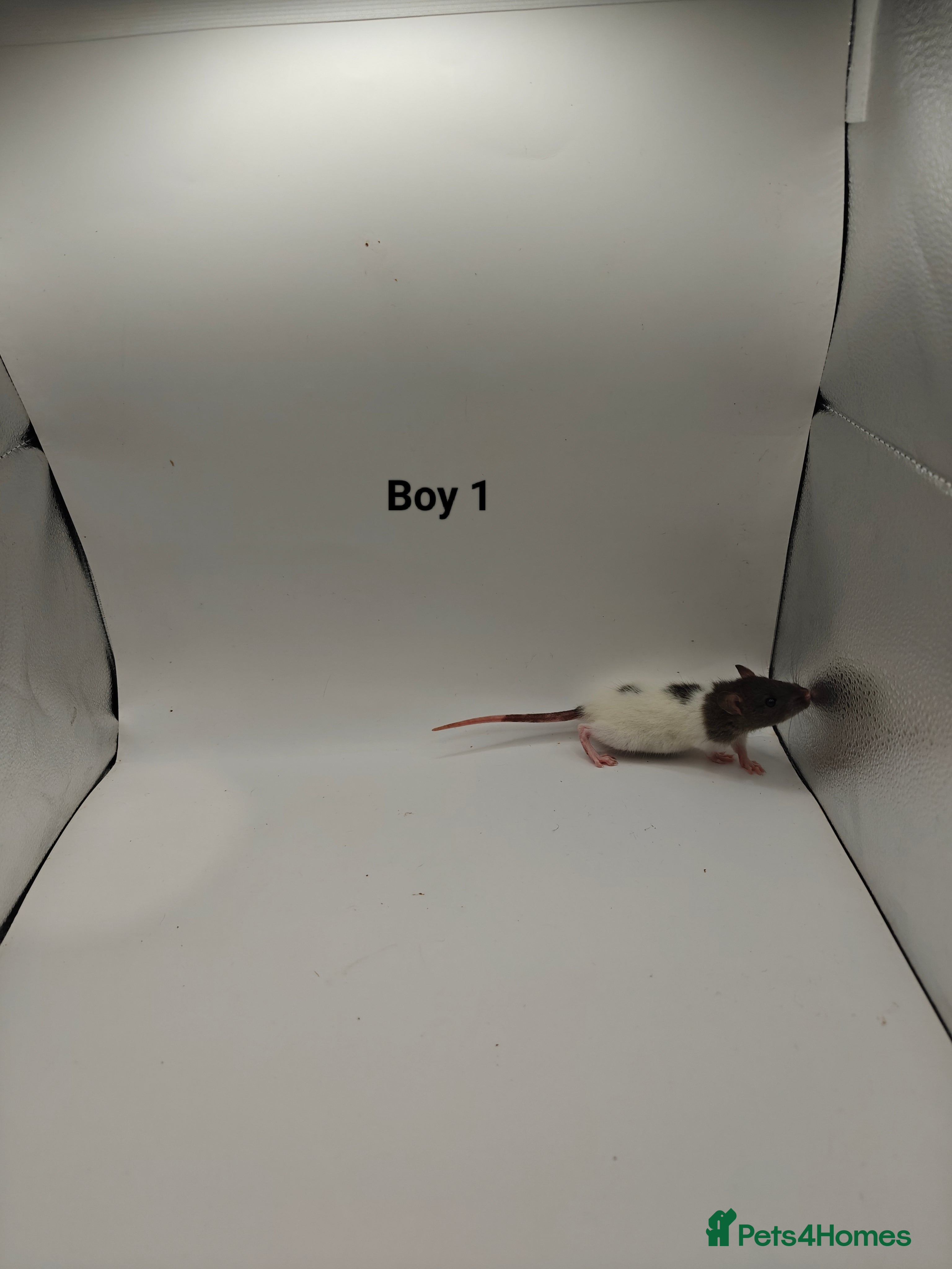 Rat rodents NOV: 18 Rats (8 Rats: 3 Boys & 5 Girls Left) - Advert 5