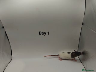 Rat rodents NOV: 18 Rats (8 Rats: 3 Boys & 5 Girls Left) - Advert 10