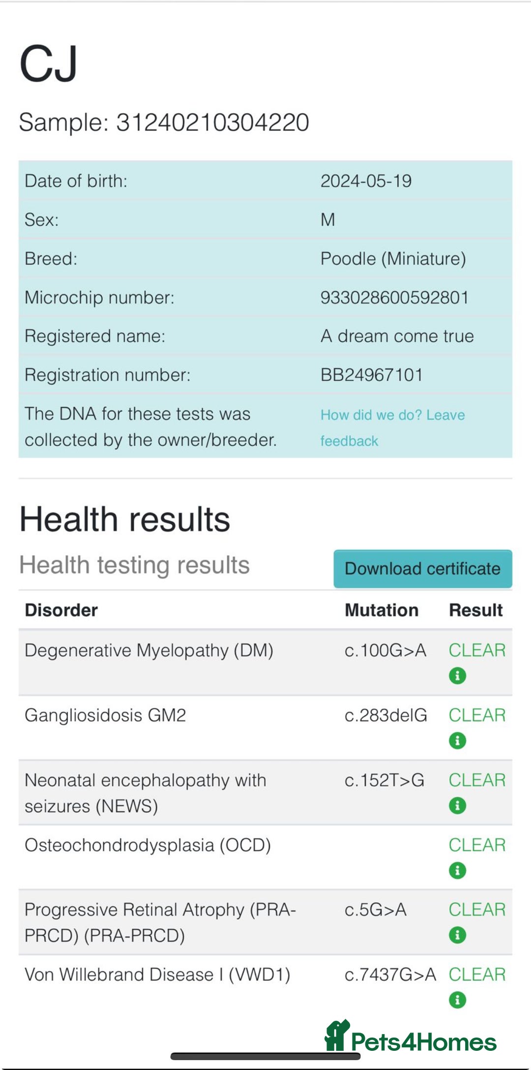 Cavapoo dogs for sale: F1 CAVAPOO PUPPIES 🐶  - Advert 12