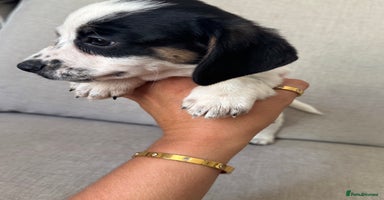 Mixed Breed dogs - Advert 9