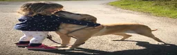 Labrador Retriever dogs for sale: Beautiful KC Labrador puppies - Advert 16