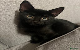 British Shorthair cats for sale: Adorable Kittens Looking for Loving Homes - Image 1