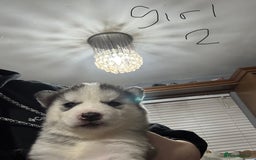 Siberian Husky dogs for sale: gorgeous huskies puppies for sale! - Image 6