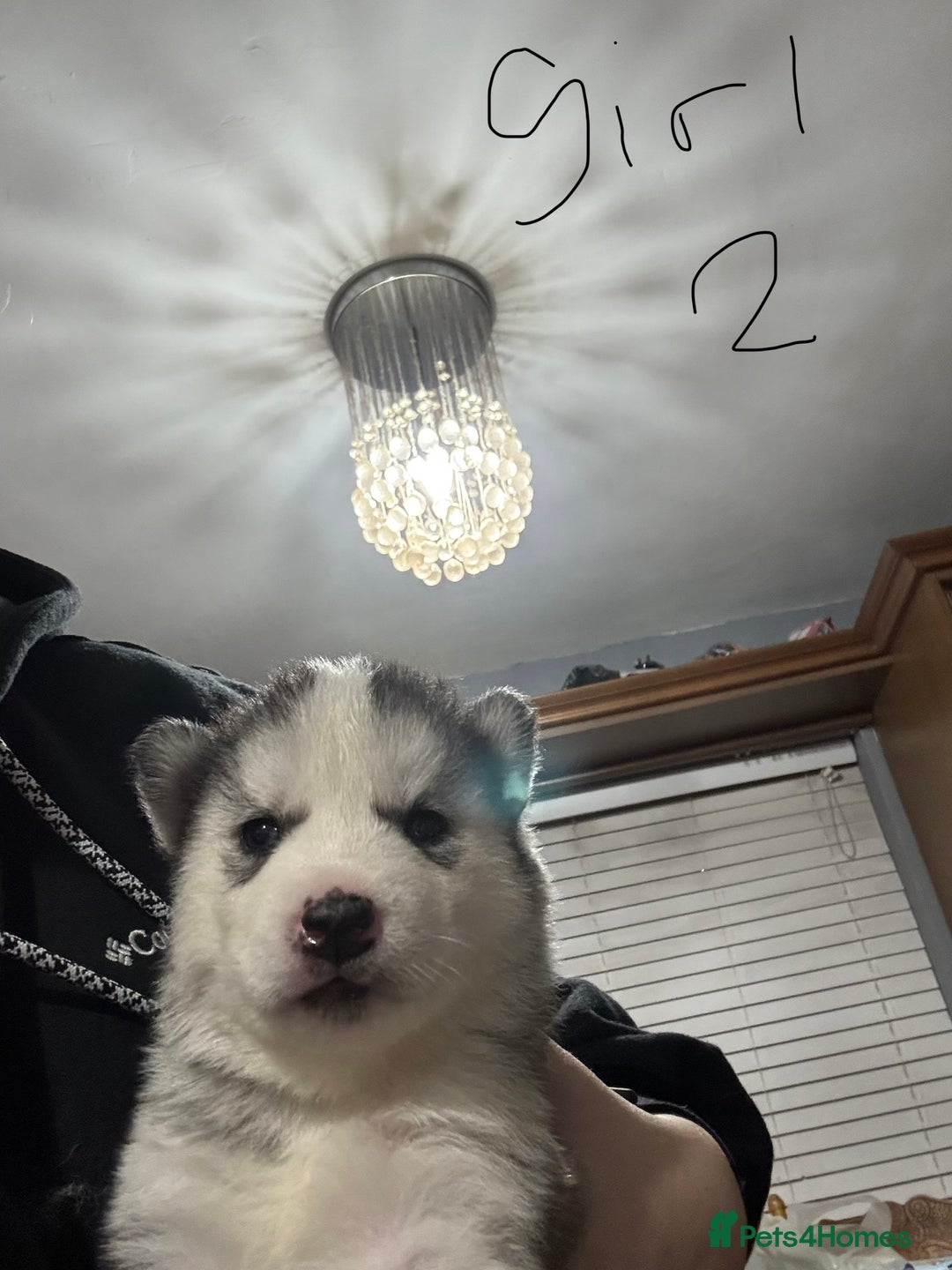 Siberian Husky dogs for sale: gorgeous huskies puppies for sale! - Image 6