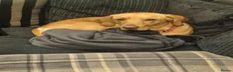 Labrador Retriever dogs for sale: Labrador  in Northallerton - Advert 4