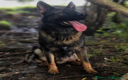 German Shepherd dogs for sale: Looking for good home for my boy Thorn - Image 2