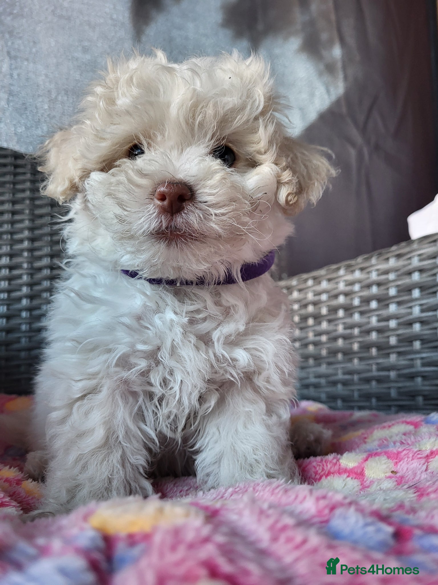 Poochon dogs Poochon READY TO GO - Advert 2