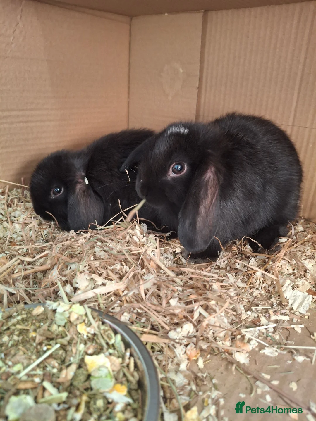 Mini Lop rabbits for sale: Stunning mini lops - Advert 5