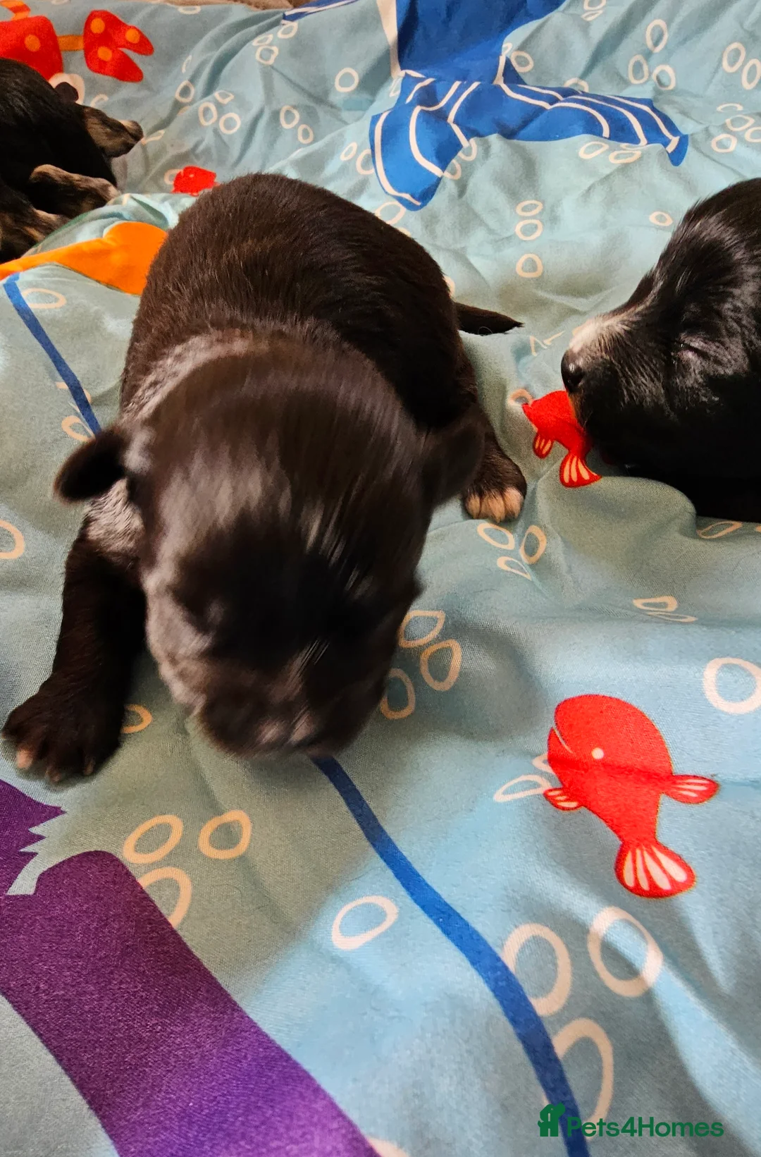 Morkie dogs for sale: Morkie puppies (2 girls and 1 boy) - Advert 19