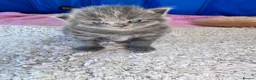 Maine Coon cats for sale: MAGICAL MAINE COON KITTENS - Advert 22
