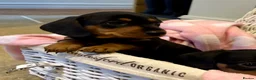 Miniature Dachshund dogs for sale: Beautiful Miniature Dachshunds - 2 boys left - Advert 3