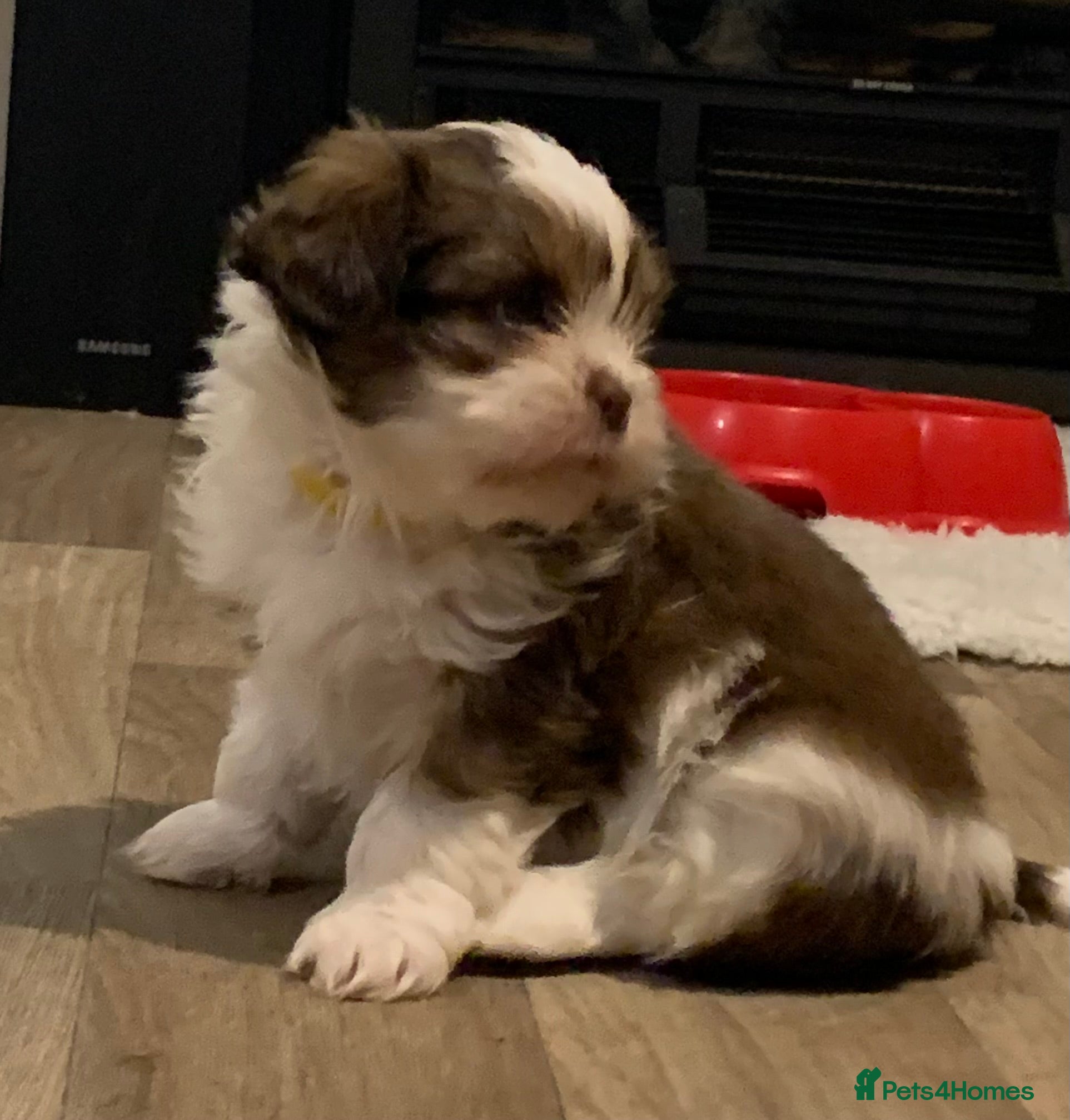 Shih Tzu dogs Gorgeous litter Shih tzu’s - Advert 1