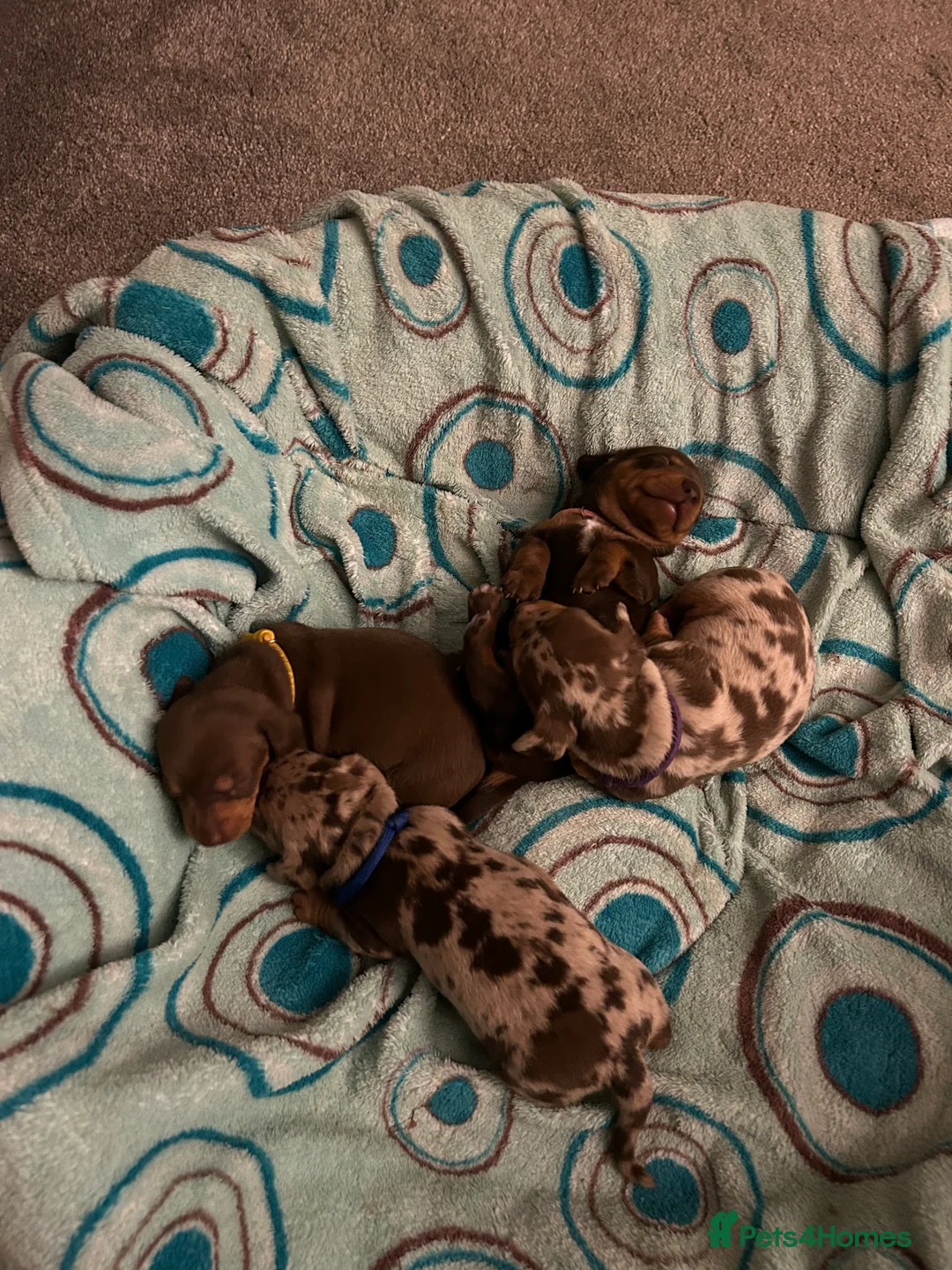 Miniature Dachshund dogs for sale: KC Miniature Dachshund puppies for sale  in Colchester - Advert 3