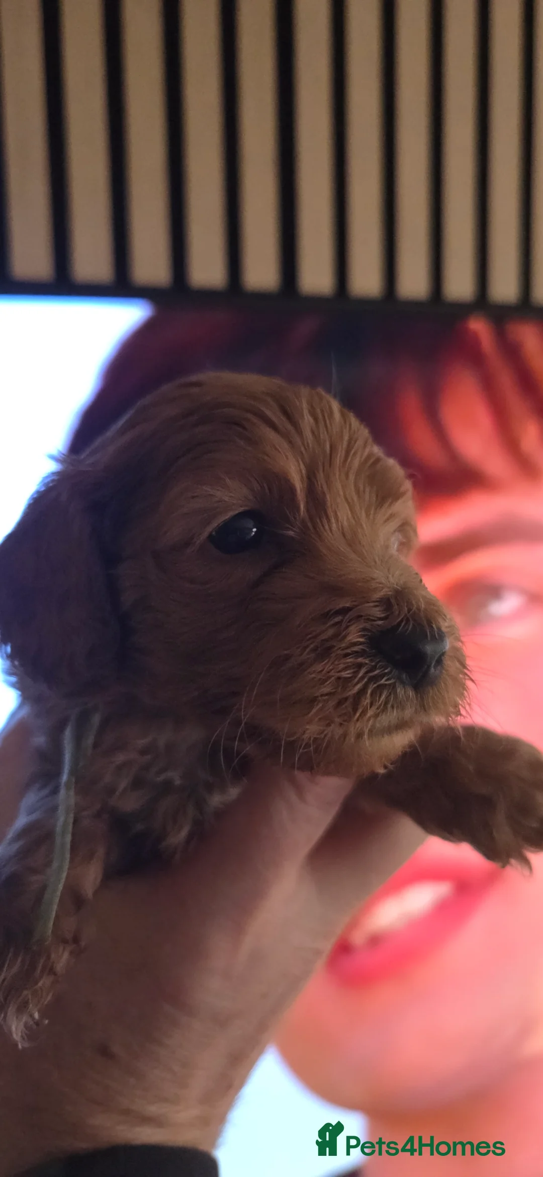 Australian Labradoodle dogs for sale: Therapy Dog Breeder - Advert 20