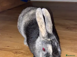 English rabbits Need a good home - Advert 2