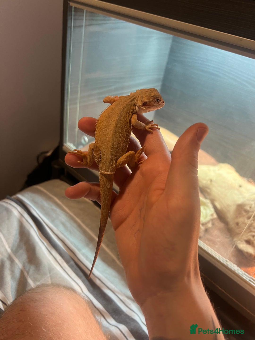 Bearded Dragon reptiles for sale: Bearded dragon - Advert 5