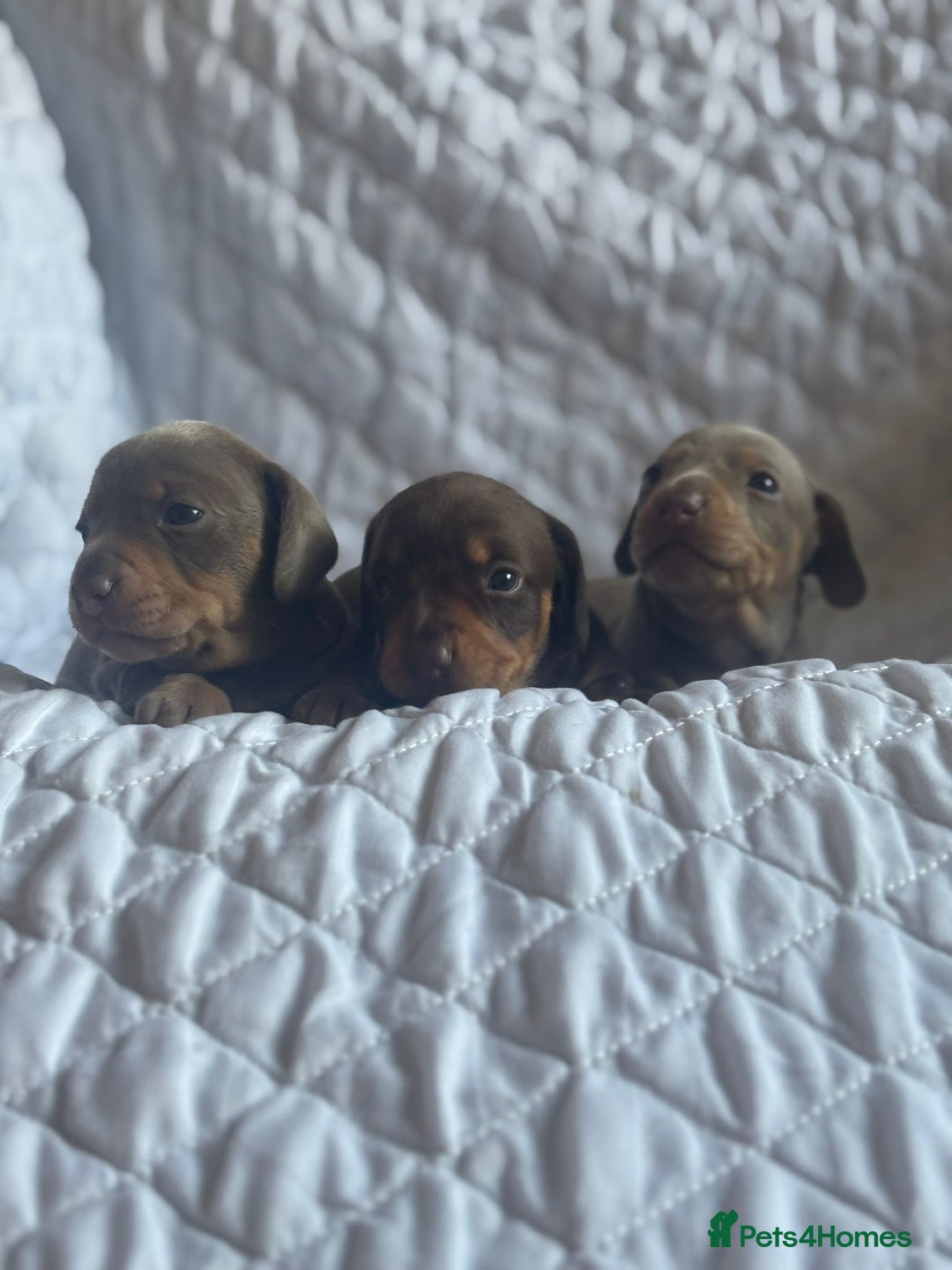 Miniature Dachshund dogs for sale: Kennel club registered dachshund puppys PRA clear  - Image 3