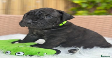 Mixed Breed dogs - Advert 12