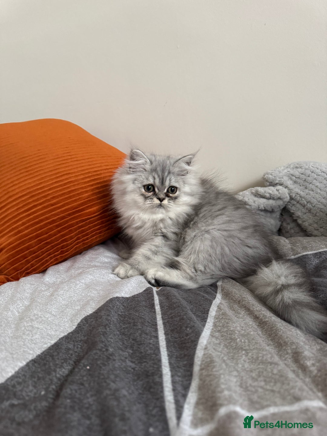 Persian cats for sale: Super cute Persian chinchilla kittens for Sale - Image 14